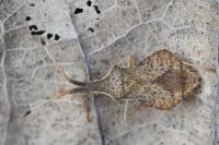 Syromastus rhombeus
