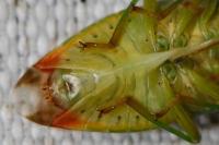 Elasmostethus interstinctus