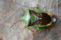 Elasmostethus interstinctus