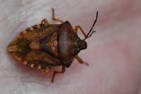 Carpocoris purpureipennis