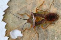 Acanthosoma haemorrhoidale