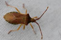 Gonocerus acuteangulatus