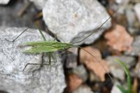 Megaloceroea recticornis