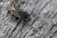 Peritrechus gracilicornis