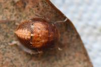 Penthimia nigra