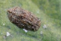 Ledra aurita