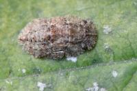 Ledra aurita