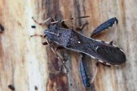 Camptopus lateralis