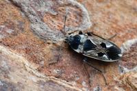 Rhyparochromus vulgaris
