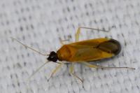 Phylus melanocephalus