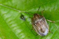 Neottiglossa leporina