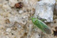 Orthotylus marginalis
