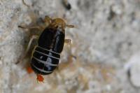 Ditropis pteridis