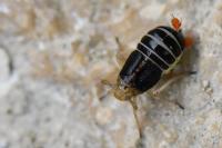 Ditropis pteridis