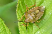 Carpocoris purpureipennis