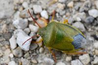 Piezodorus lituratus