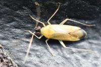 Phylus melanocephalus