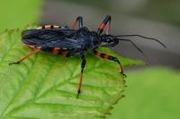 Rhynocoris annulatus