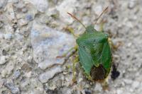 Palomena prasina