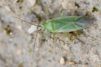 Orthotylus