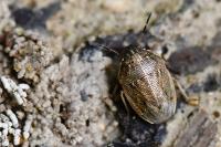 Neottiglossa pusilla