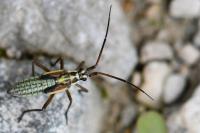 Leptopterna dolabrata