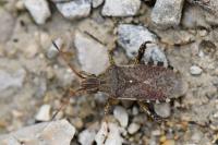 Ceraleptus gracilicornis
