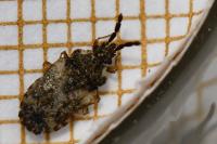 Aradus depressus