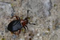 Capsus ater