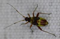 Closterotomus fulvomaculatus