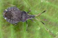 Enoplops scapha