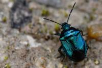 Zicrona caerulea