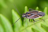 Horistus orientalis