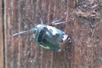 Tritomegas bicolor