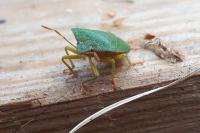 Palomena prasina