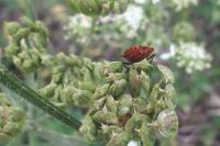 Graphosoma italicum