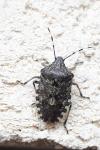 Rhaphigaster nebulosa