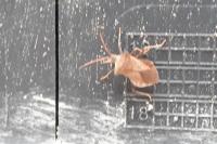 Coreus marginatus