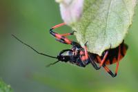 Rhynocoris annulatus