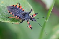 Rhynocoris annulatus
