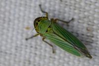 Cicadella viridis