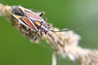 Horistus orientalis