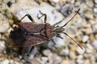 Ceraleptus gracilicornis