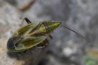 Amblytylus nasutus