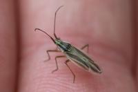 Acetropis gimmerthalii