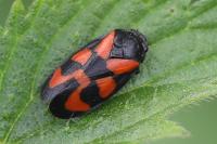 Cercopis vulnerata