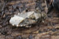 Heterogaster urticae