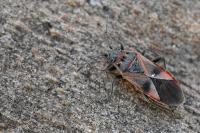 Arocatus roeselii