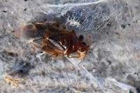 Cardiastethus fasciiventris