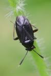 Capsus ater